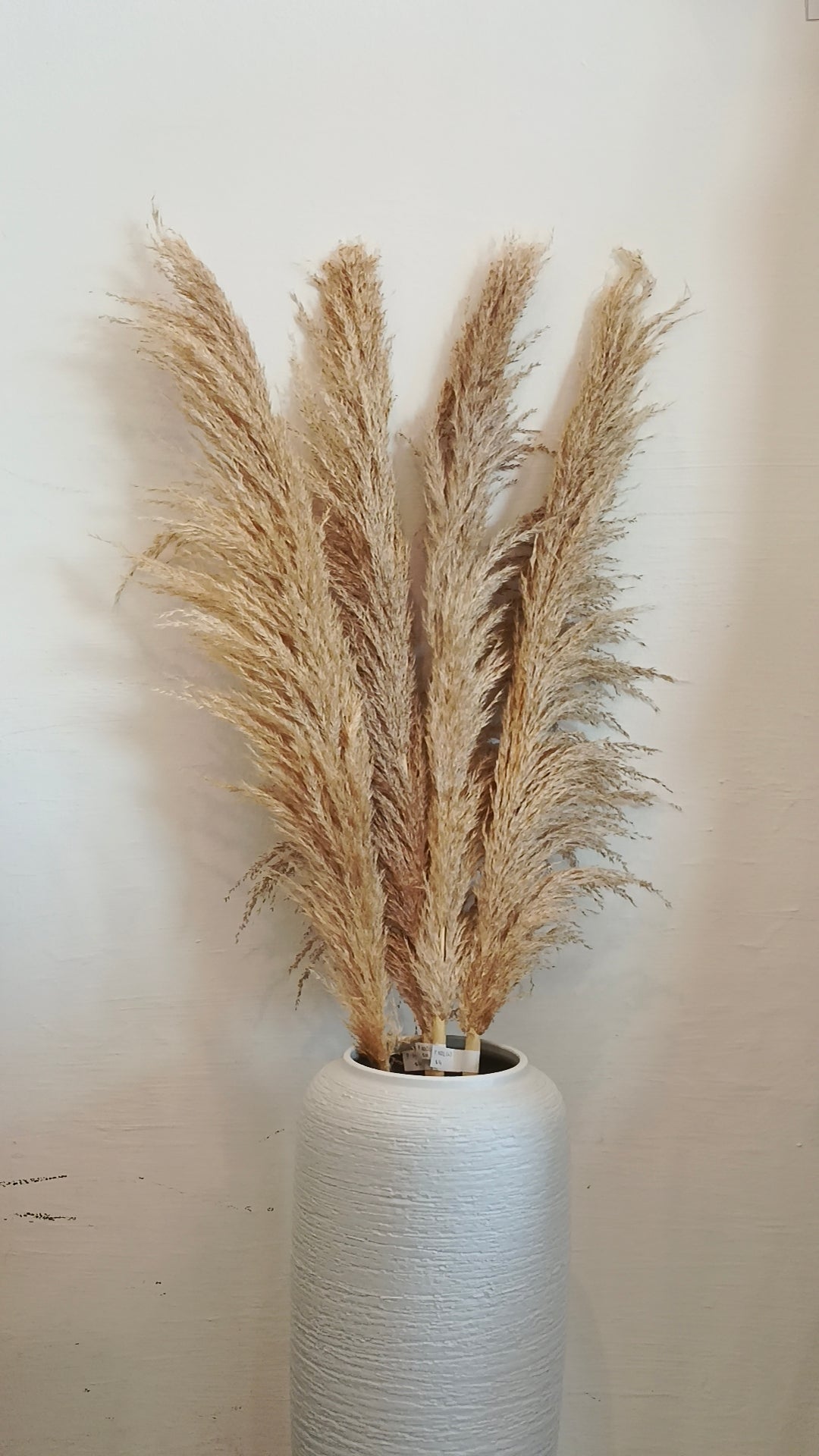 Tall Pampas