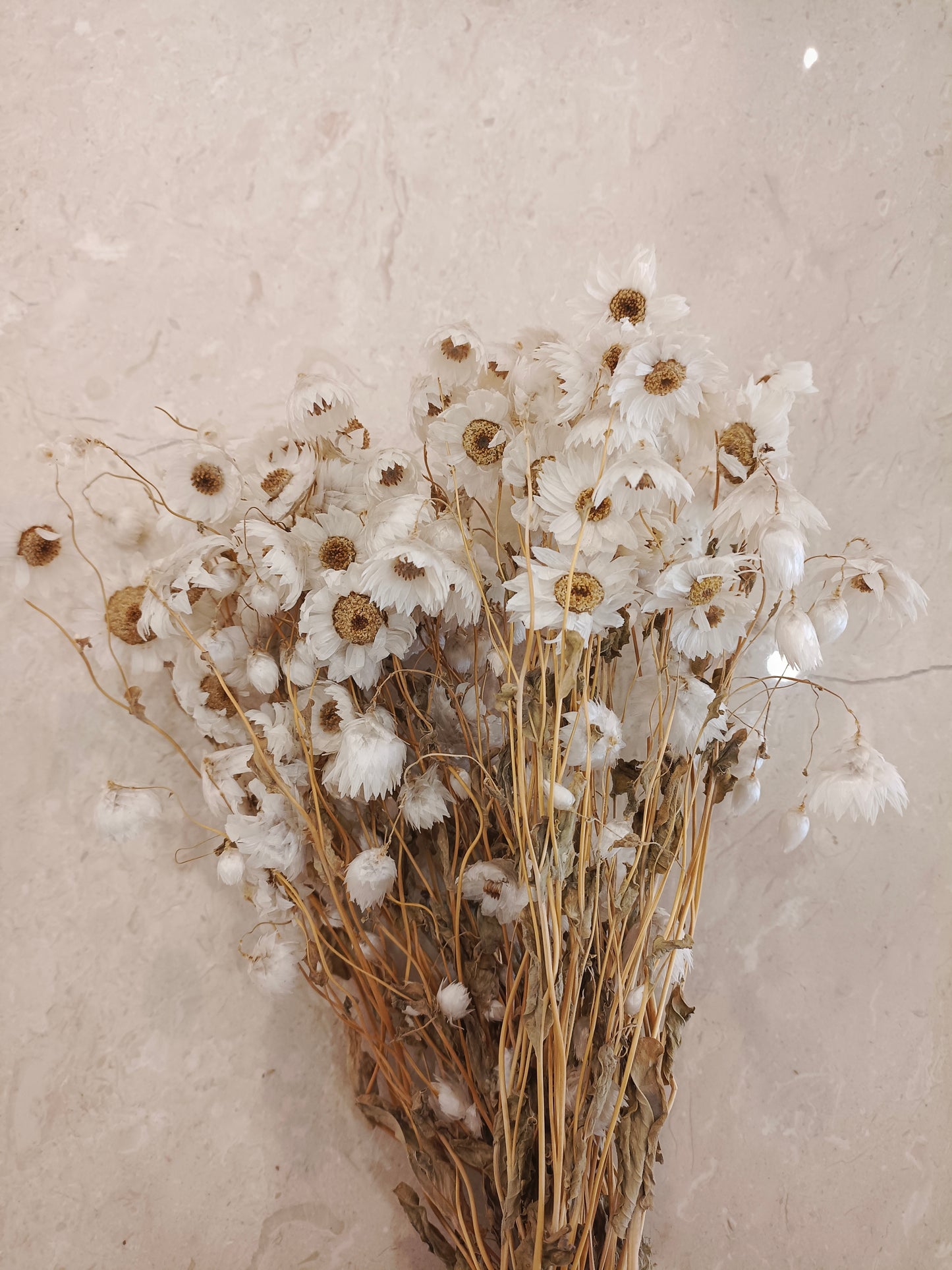 Natural Dried Flowers